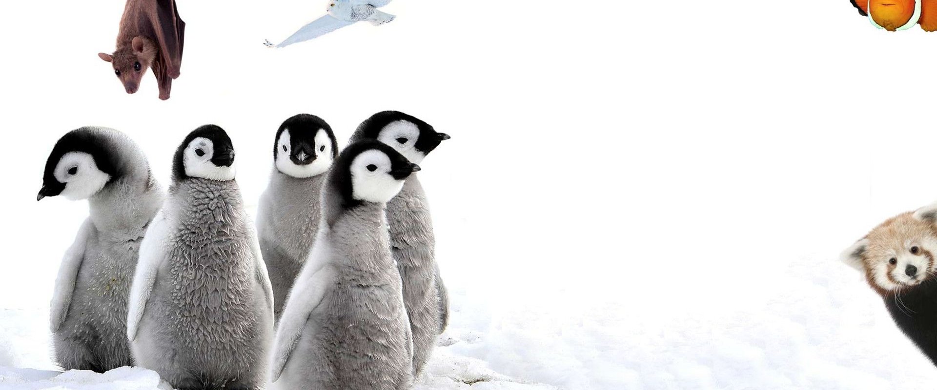 72 Cutest Animals