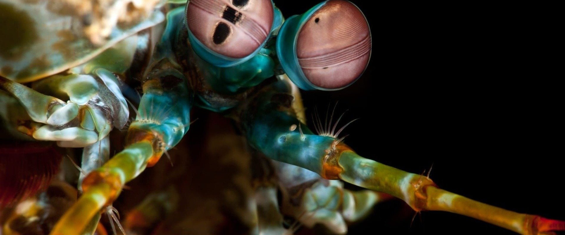 Ocean's Weirdest dizisi için arka plan görseli
