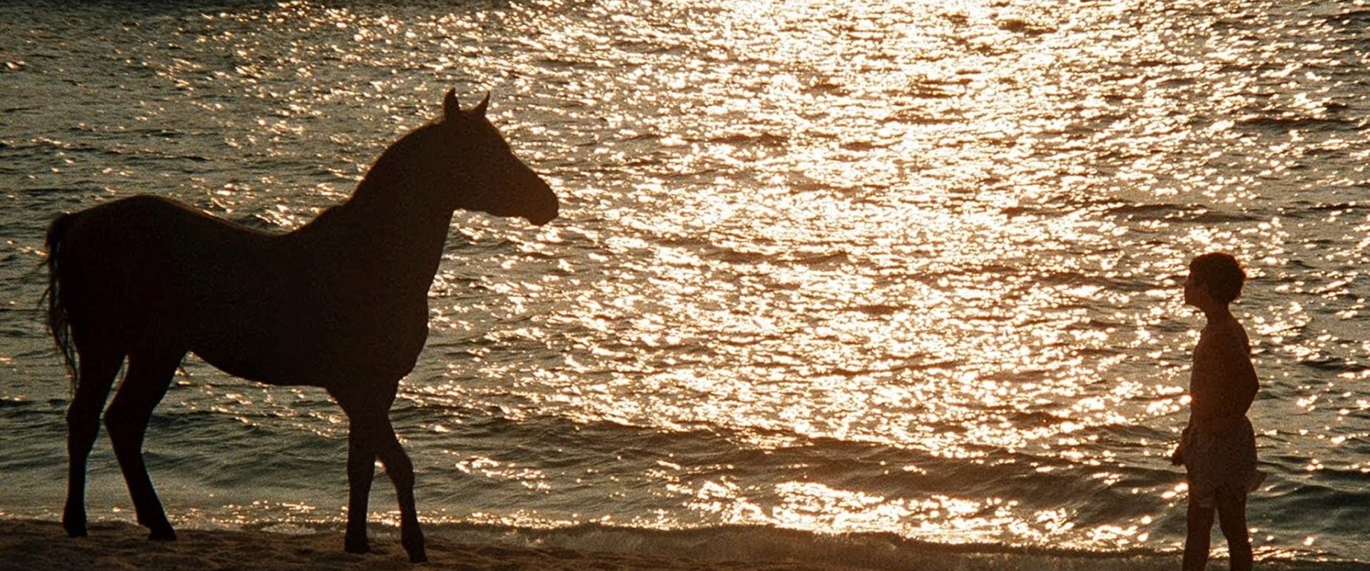 The Black Stallion