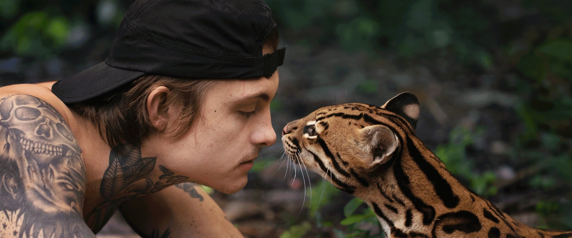 Wildcat