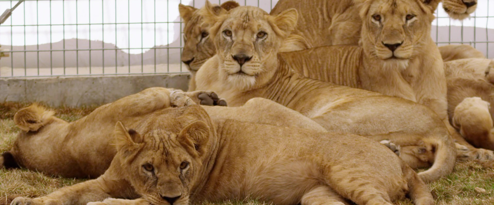 Lion Ark