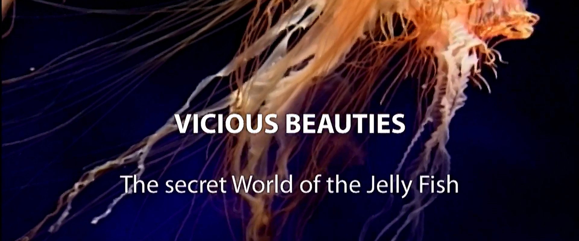 Vicious Beauties: The Secret World of Jellyfish