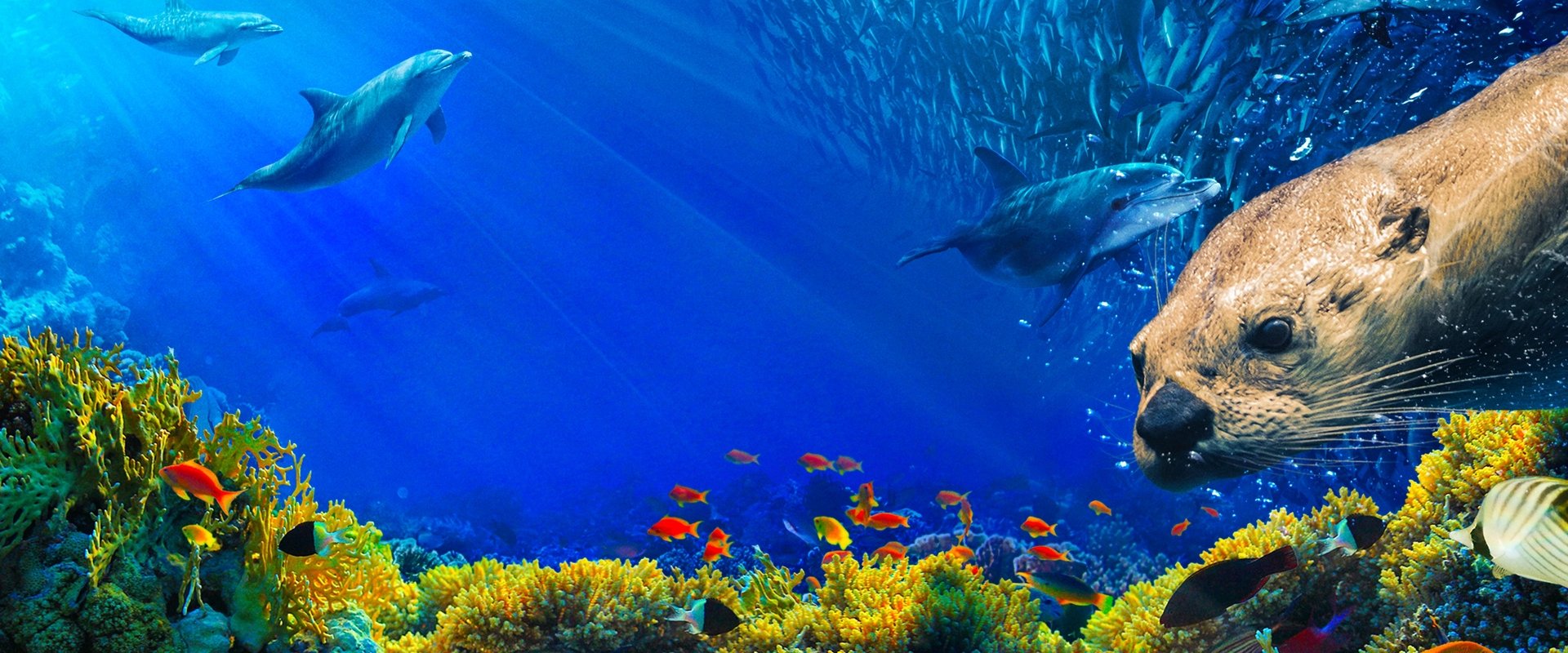 Oceans: Our Blue Planet
