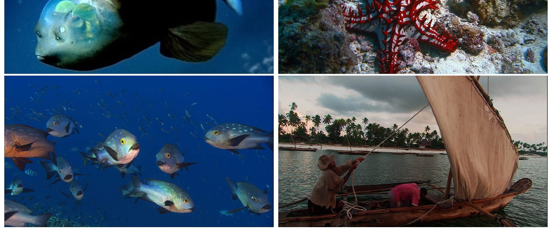 Die Ozeane - Geheimnisse der Weltmeere's banner image