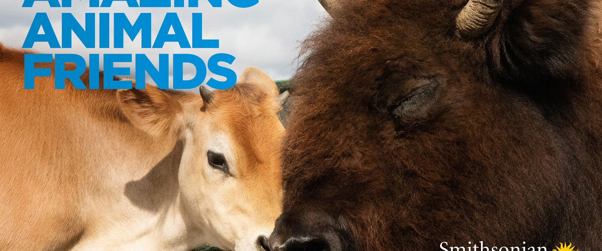 Amazing Animal Friends