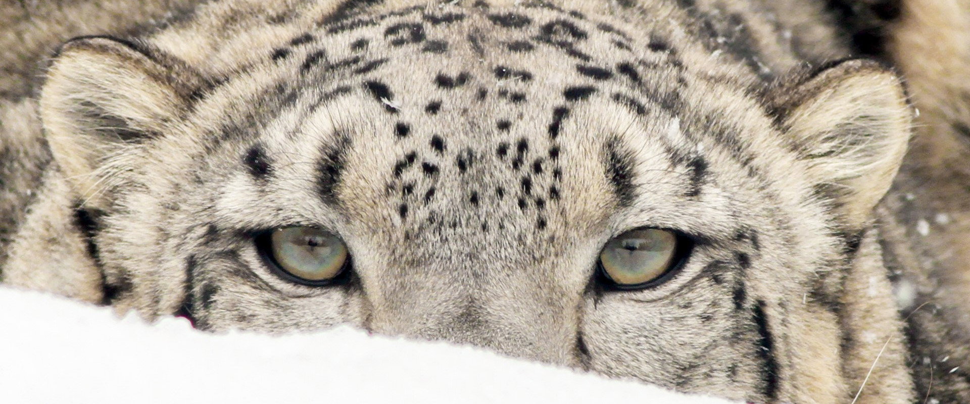 Spirit of the Mountains