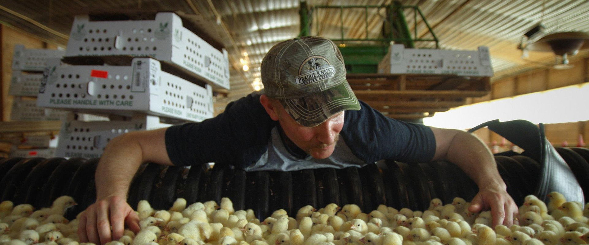 Super Size Me 2: Holy Chicken!