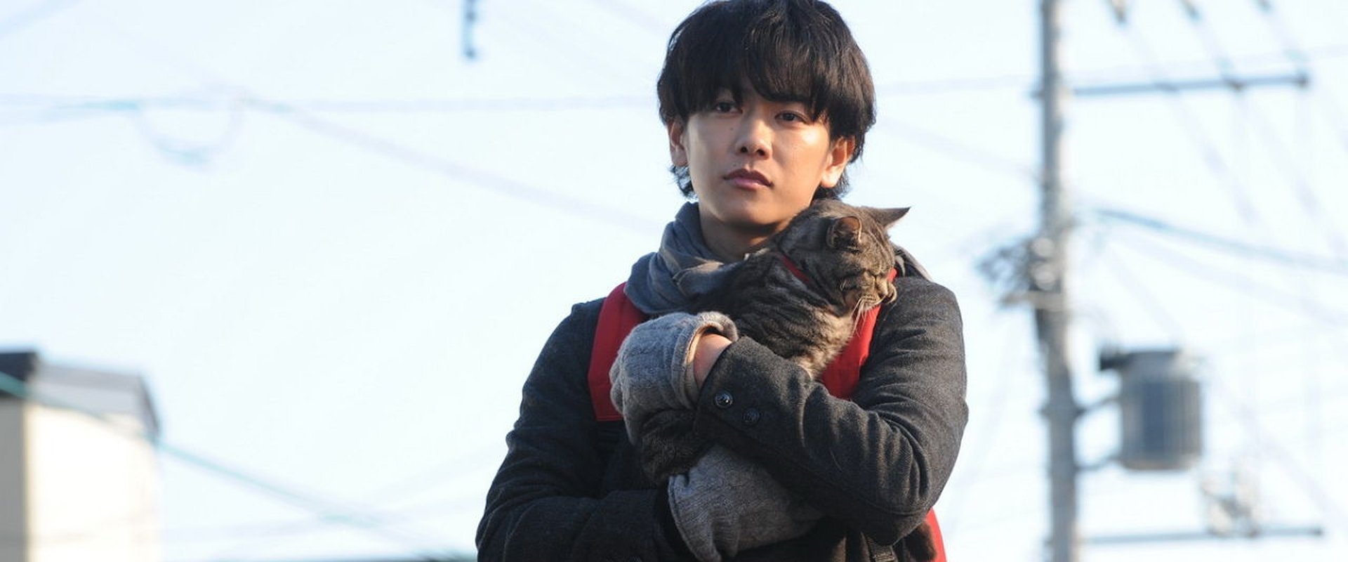 If Cats Disappeared from the World
