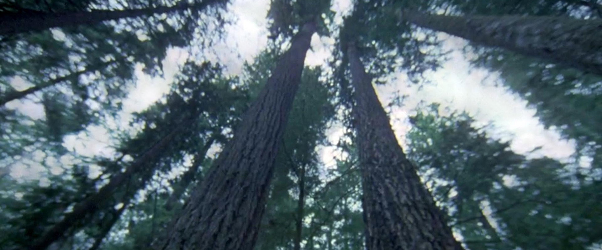 Another Side of the Forest