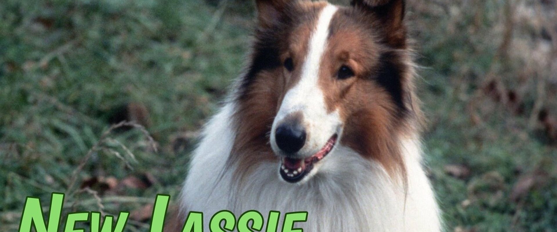 The New Lassie