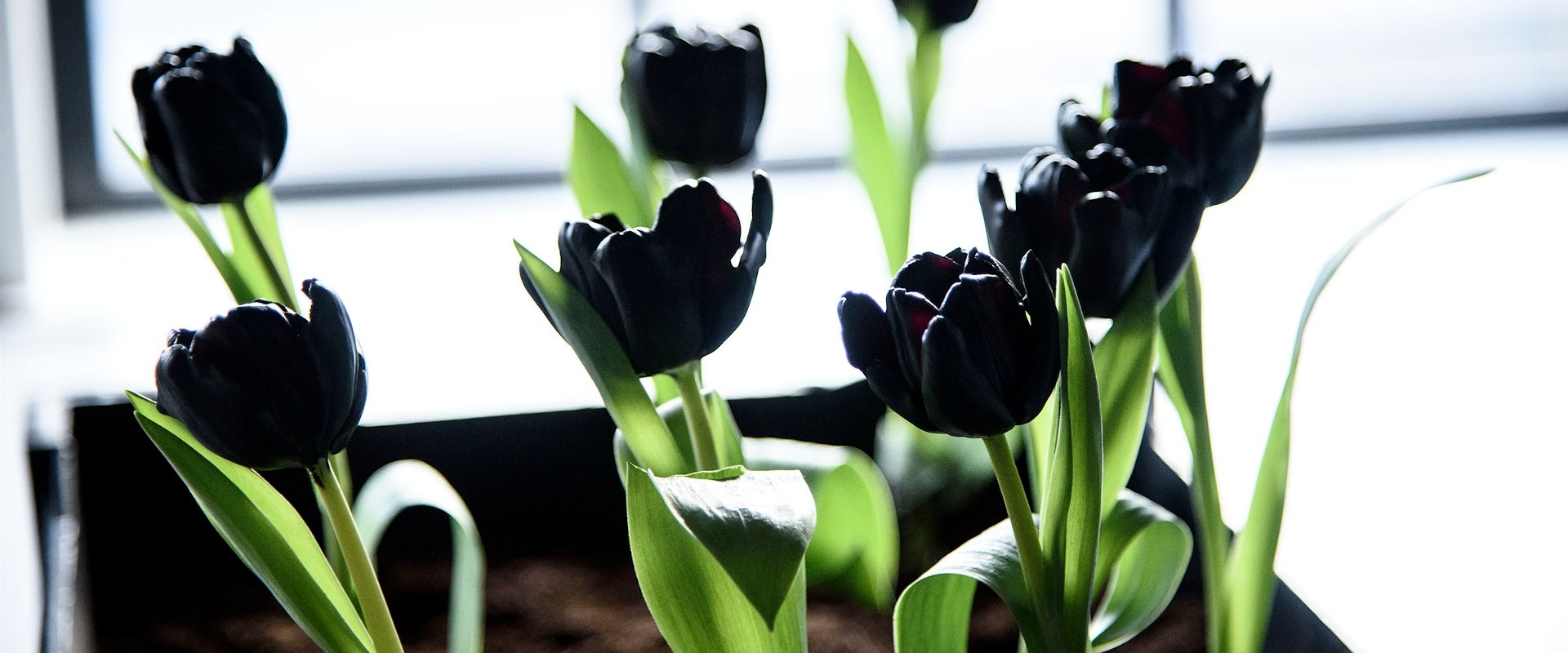 Black Tulip