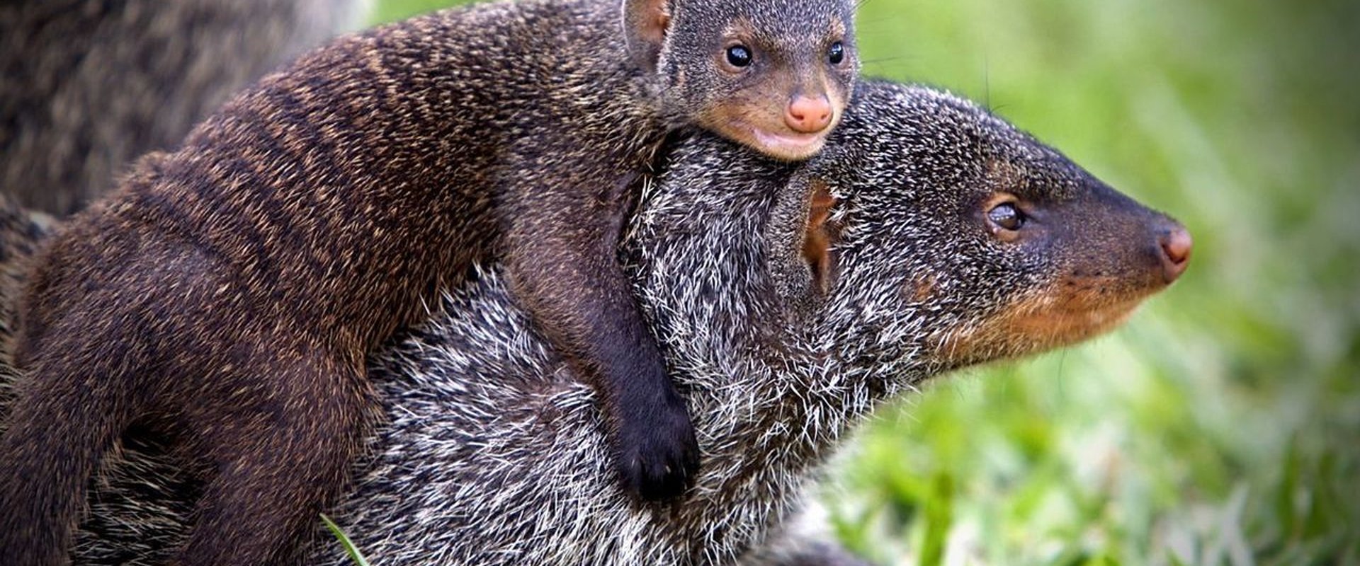 Banded Brothers: The Mongoose Mob