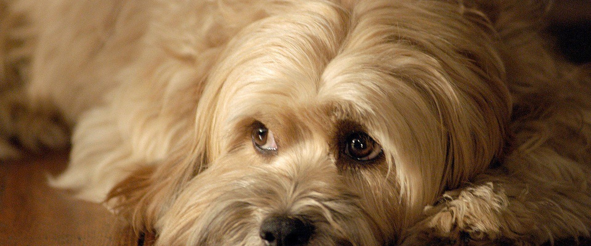 For the Love of Benji