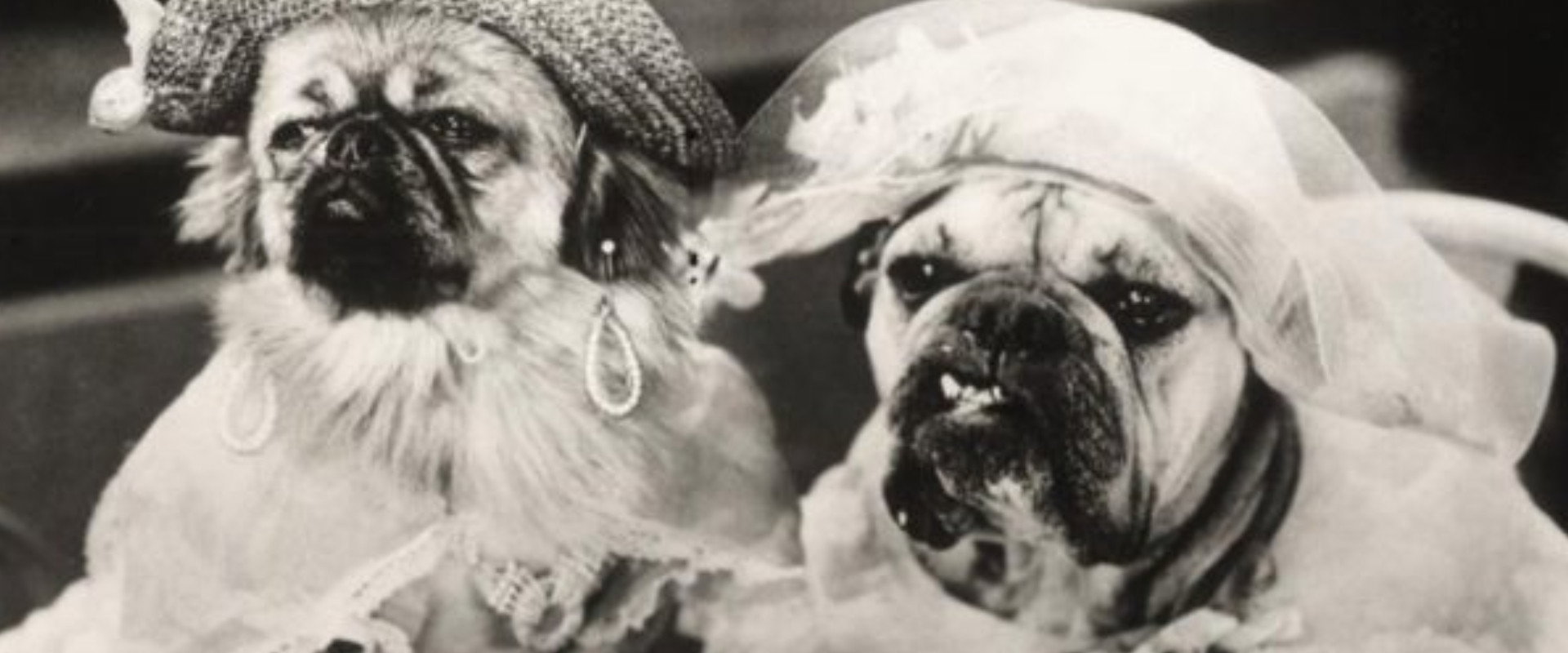 Hot Dog's banner image