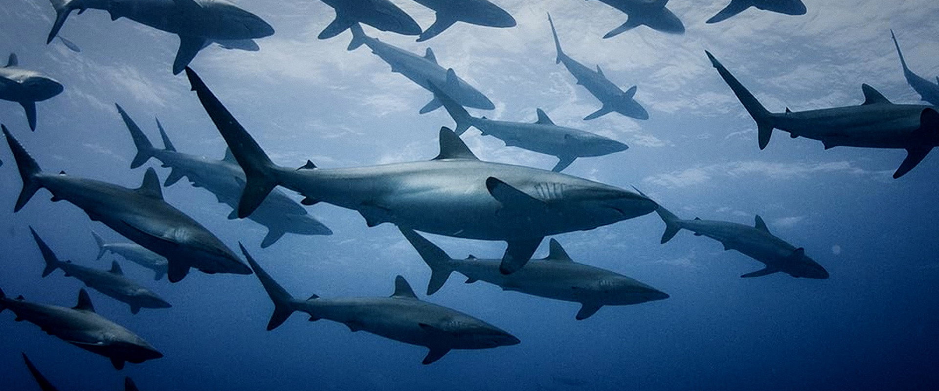 Extinct or Alive: Land of the Lost Sharks