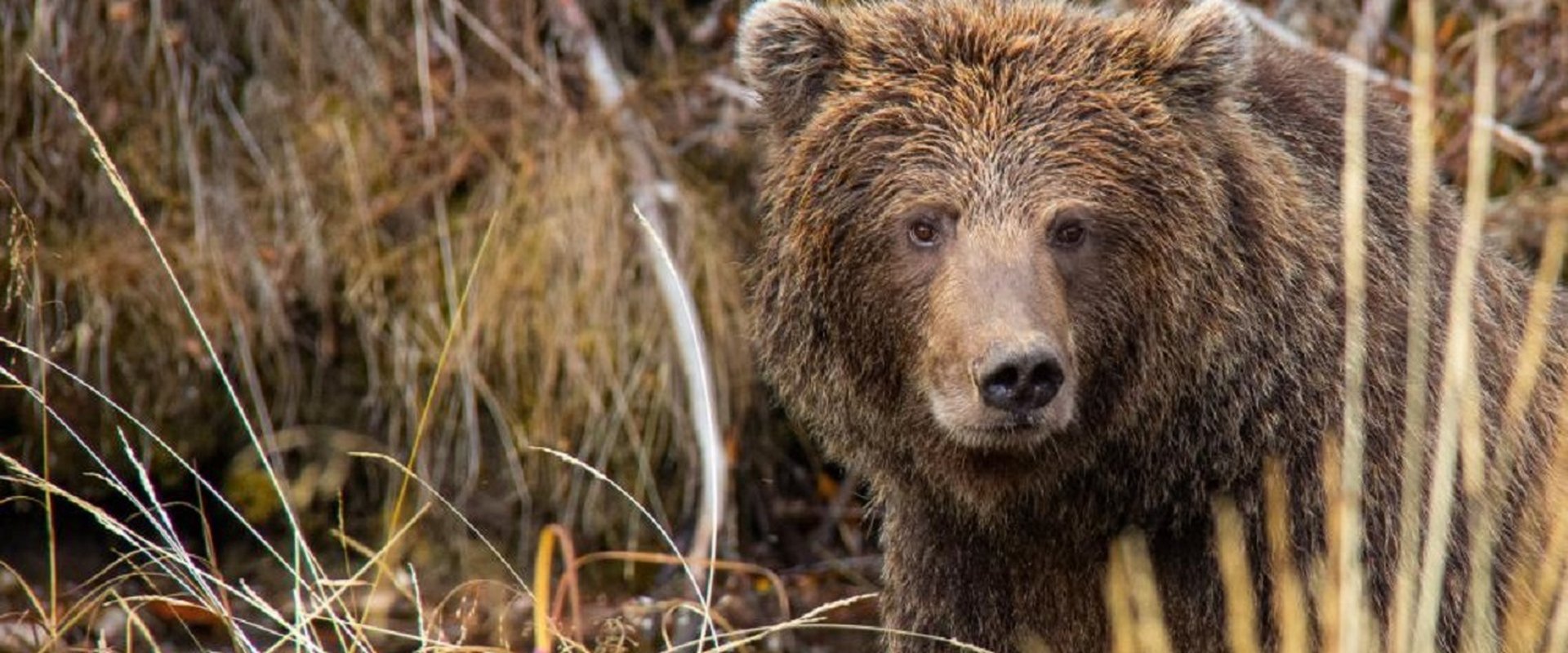 Yukon's Wild Grizzlies
