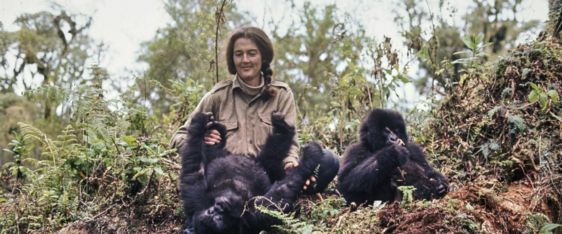 Dian Fossey: Ihr Leben für die Gorillas