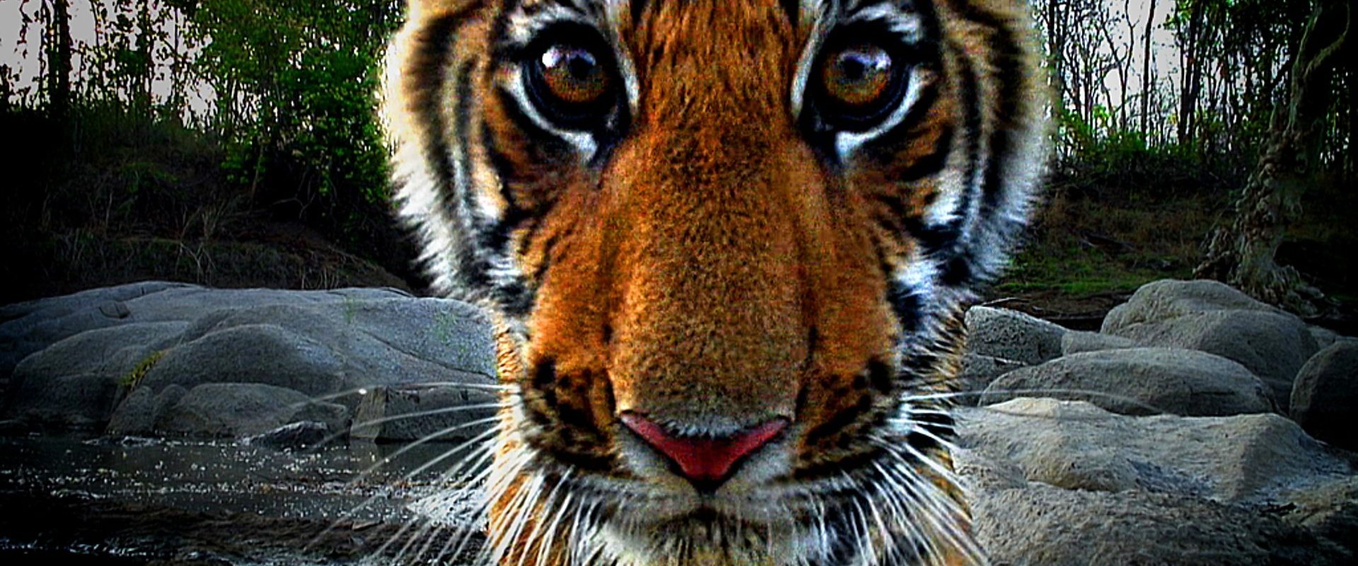 Tiger: Spy In The Jungle