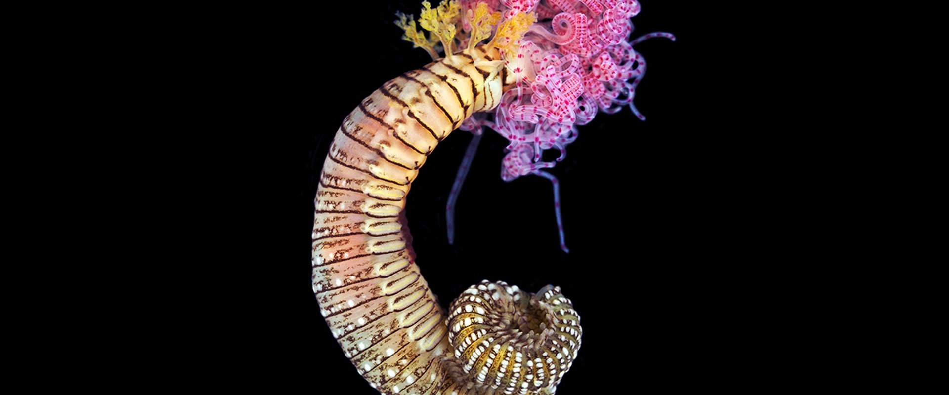 Reef Live