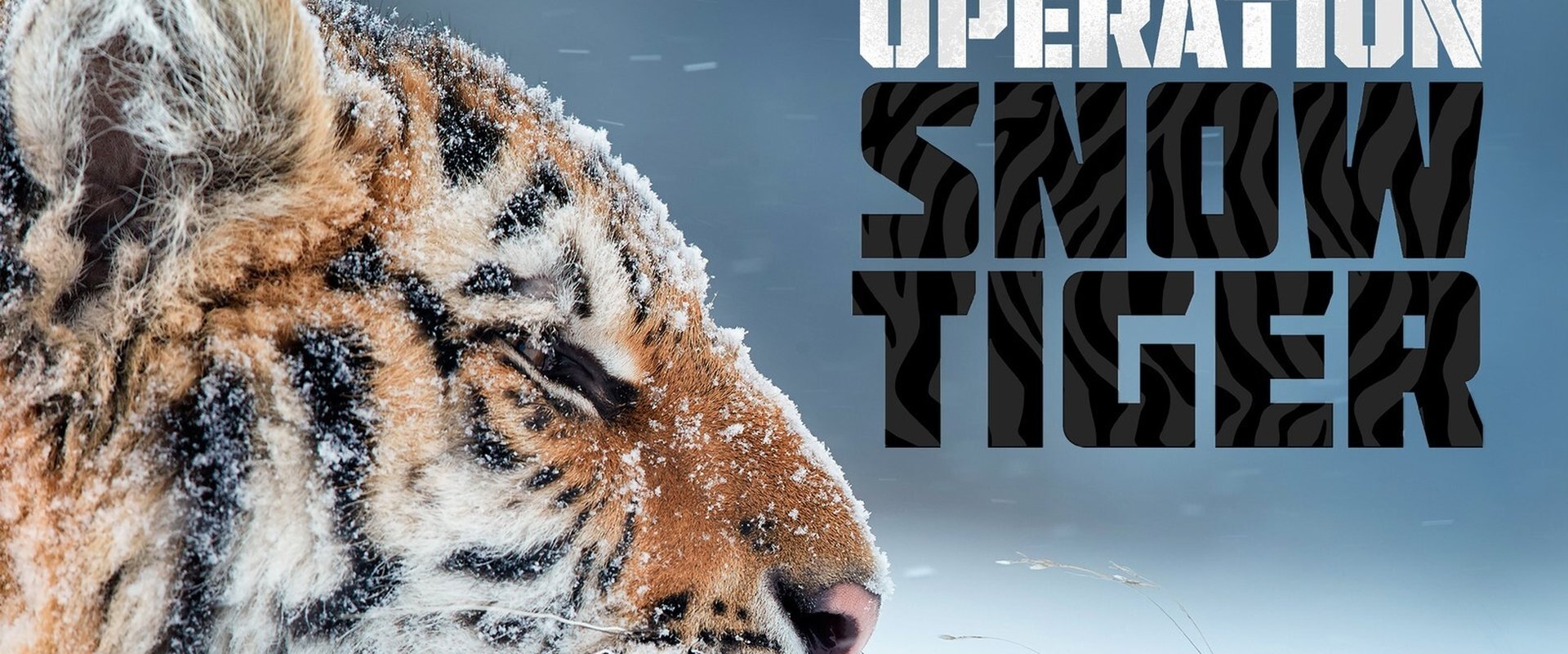 Operation Snow Tiger