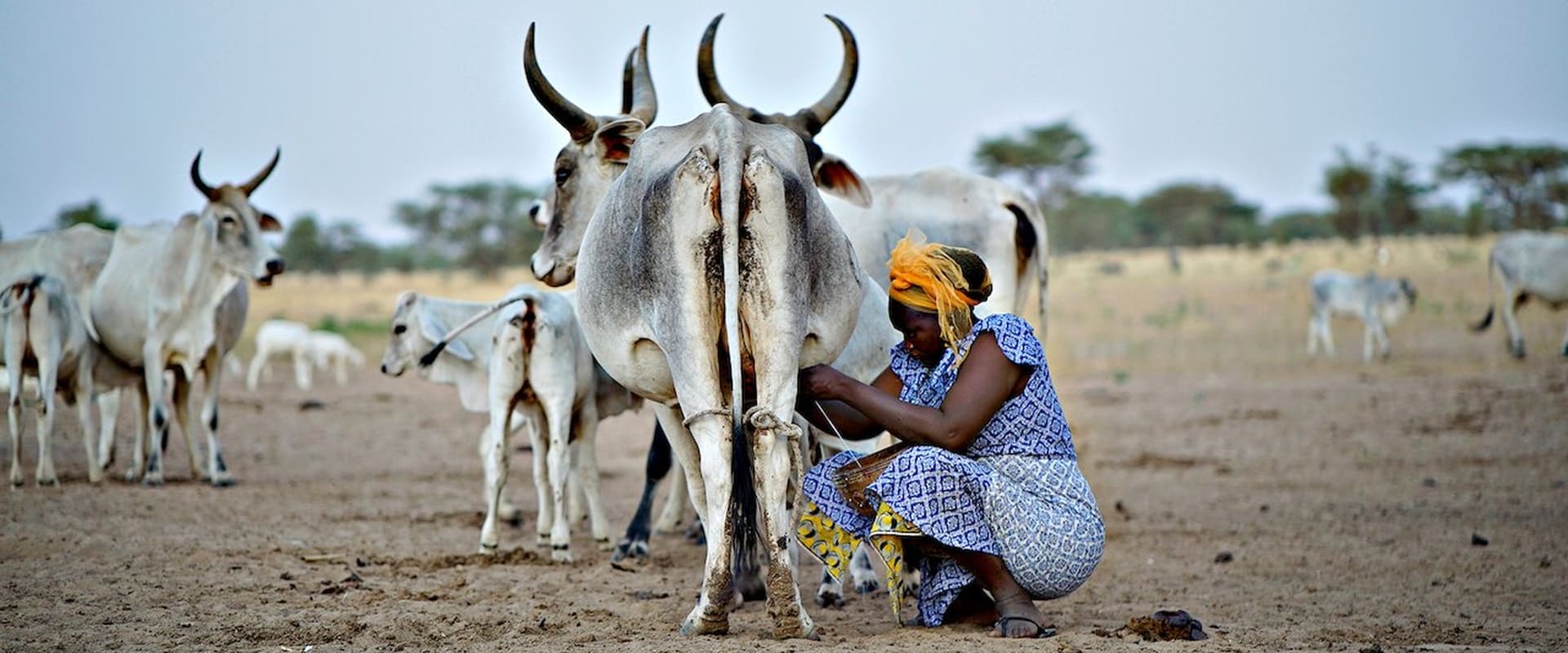 La planète lait