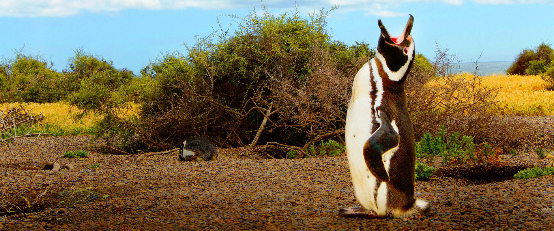 Wild Argentina's banner image