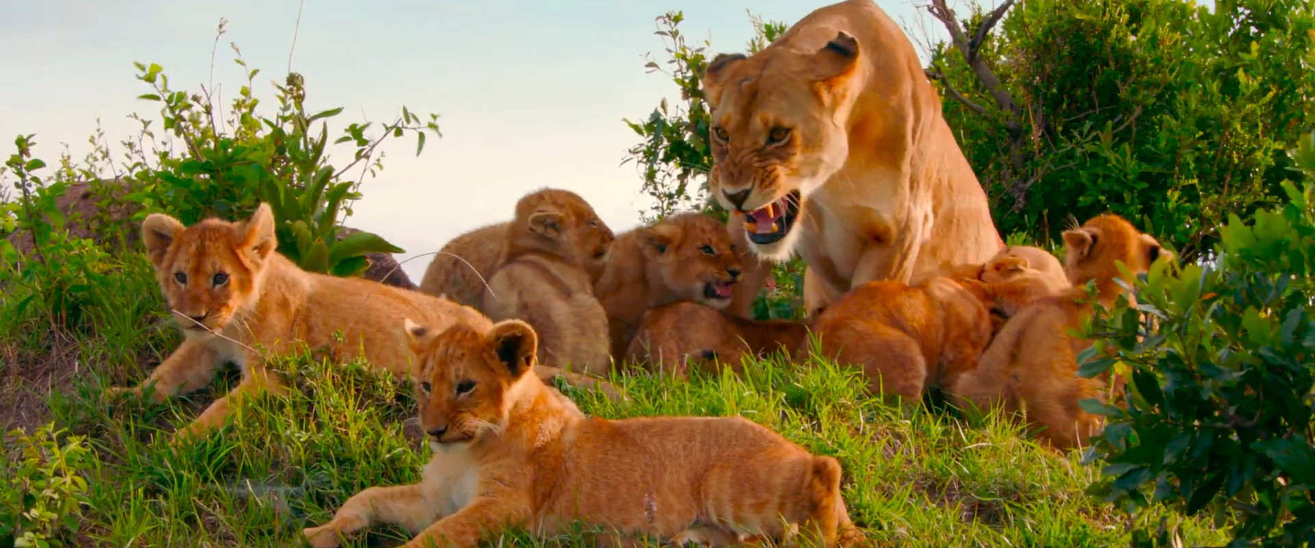 Brotherhood of Lions