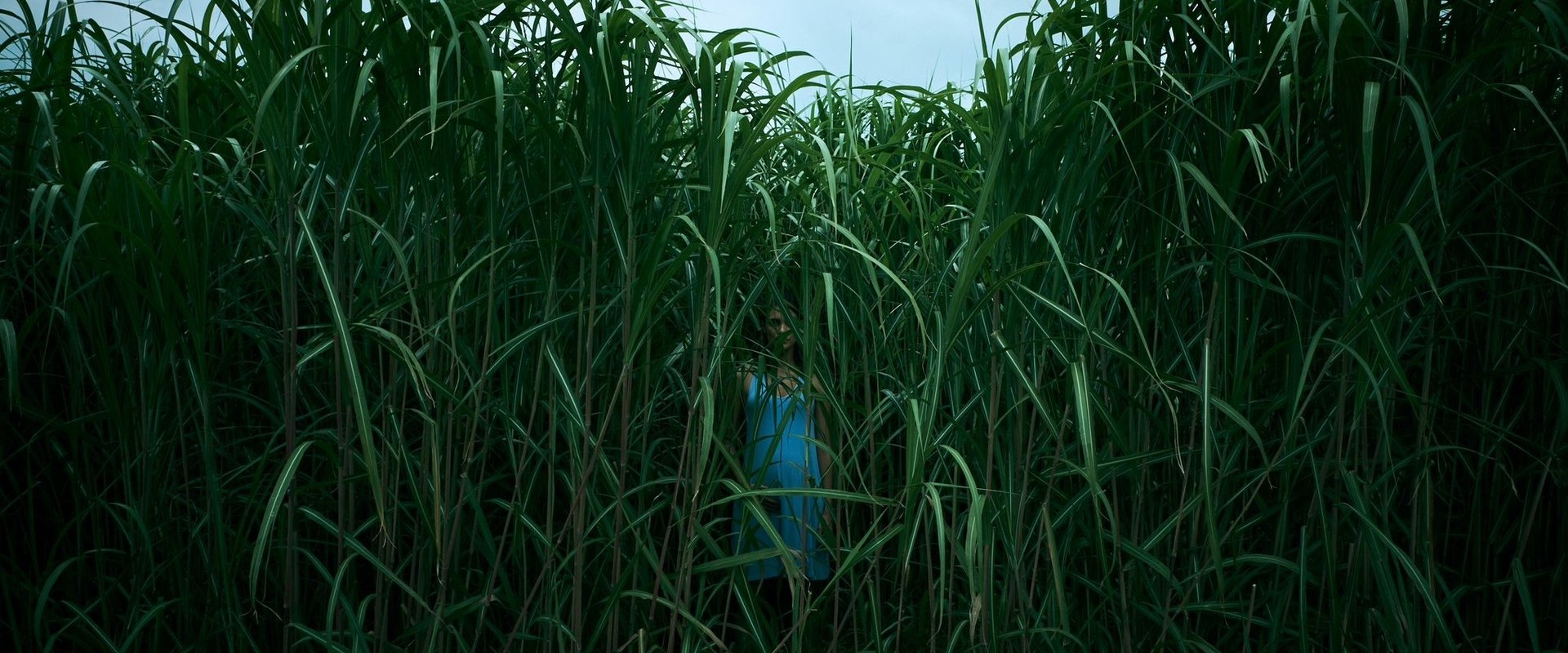 In the Tall Grass