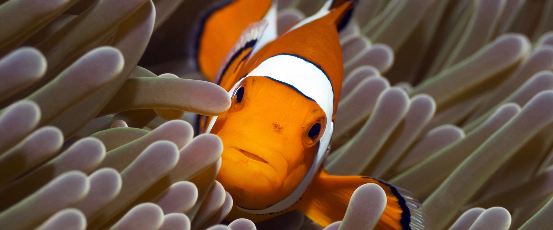 The Blue Planet's banner image