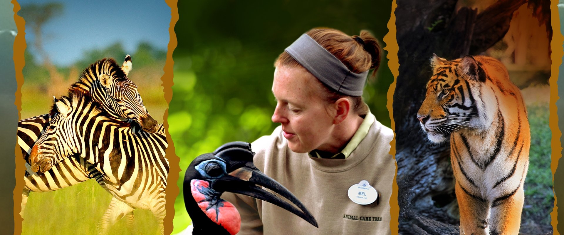 Magic of Disney's Animal Kingdom