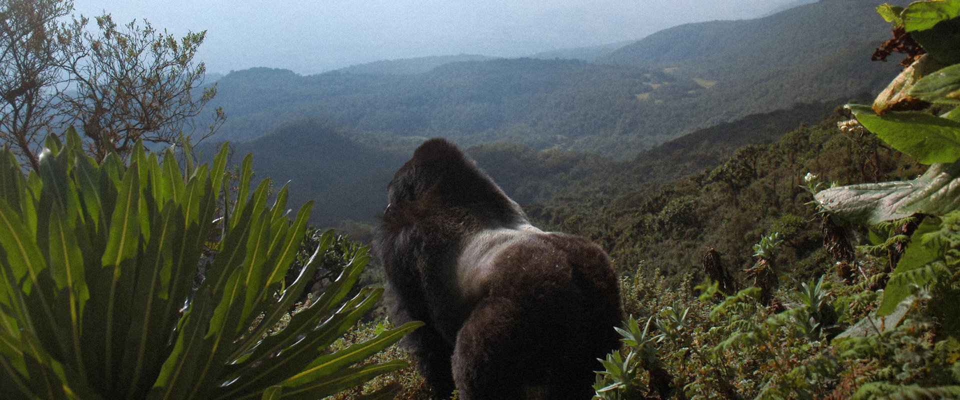 A Gorilla Story: Told by David Attenborough's banner image