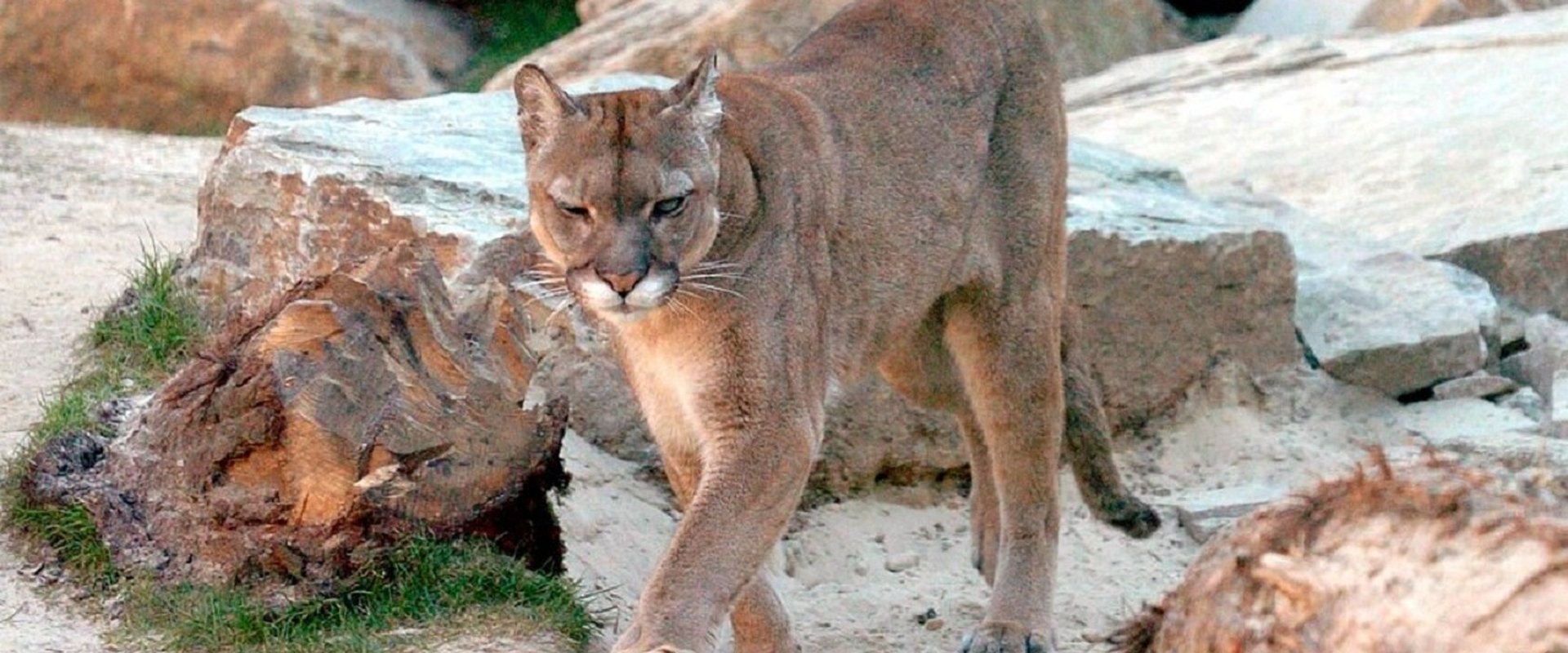 Seehund, Puma & Co.