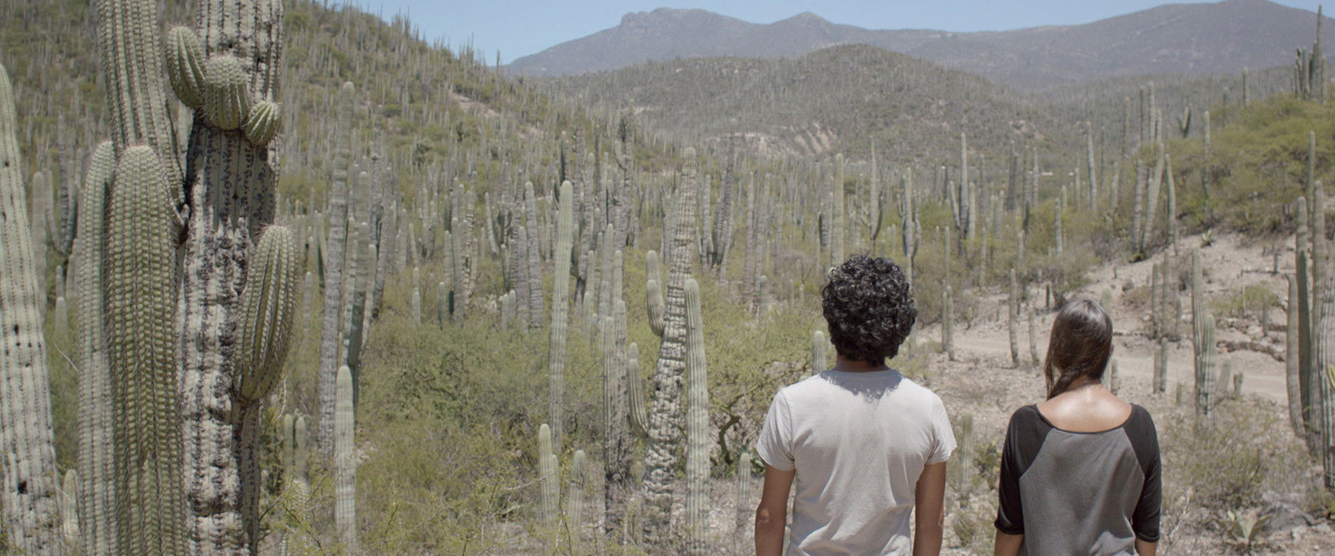 Two Cacti's banner image