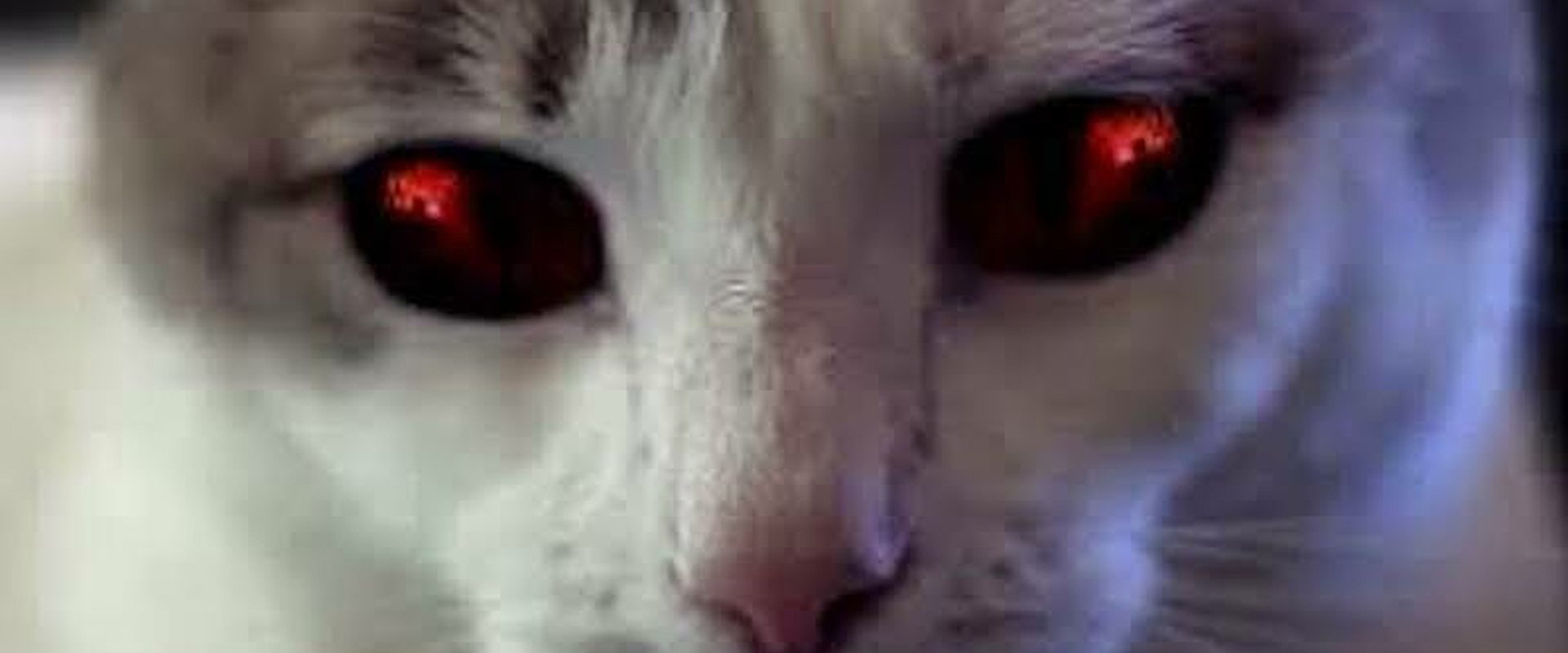 Hell's Kitty