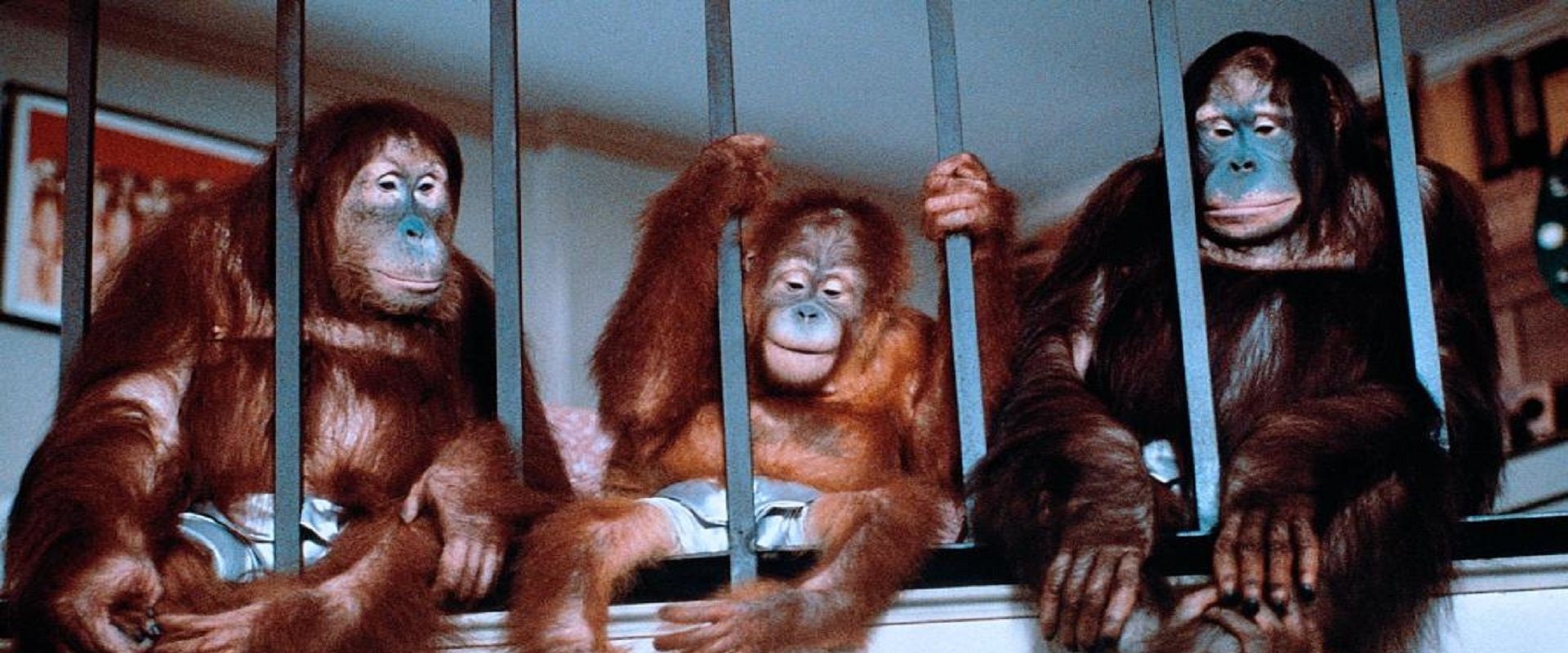 Going Ape!