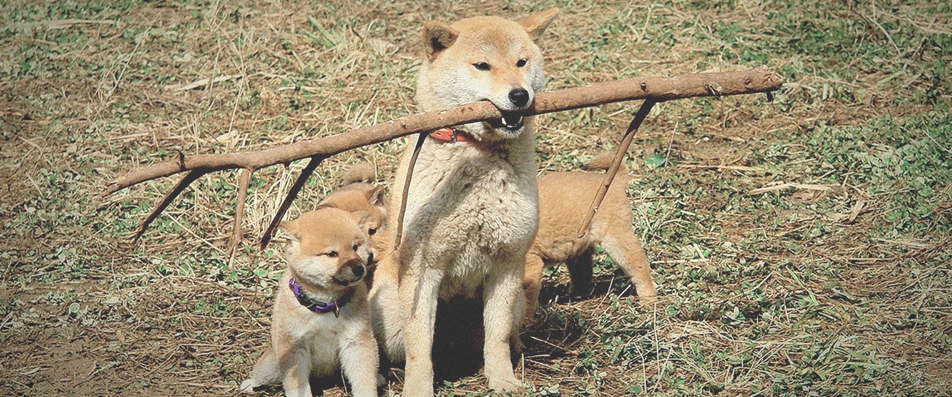 A Tale of Mari and Three Puppies