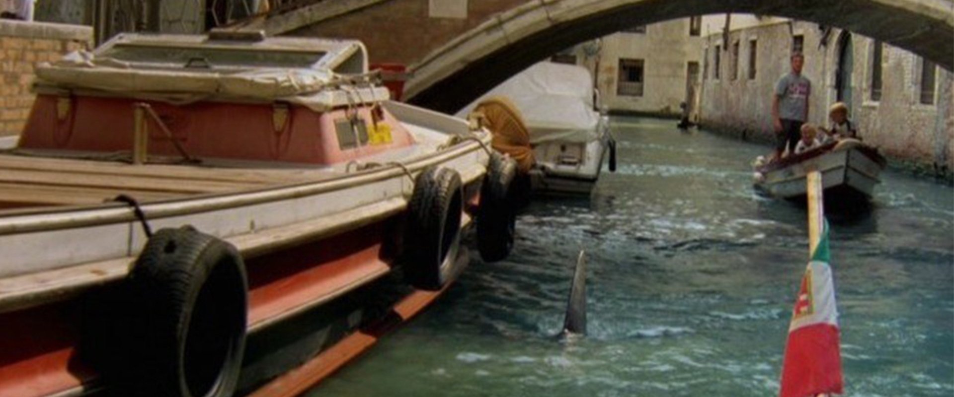 Sharks in Venice