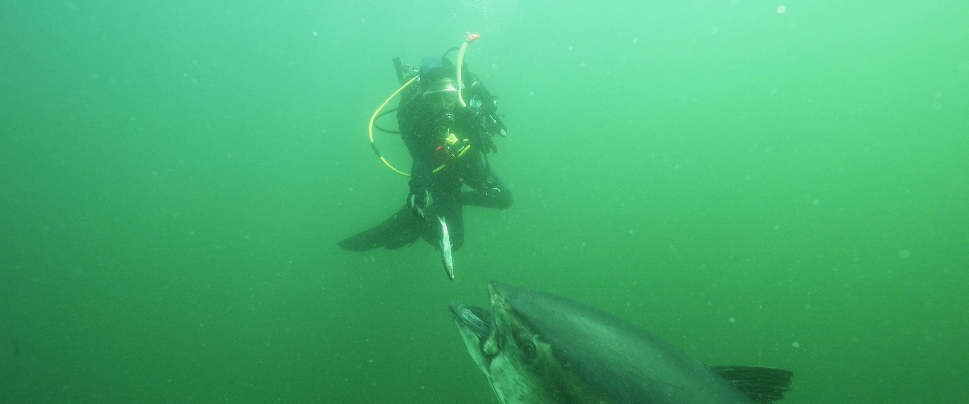 Bluefin