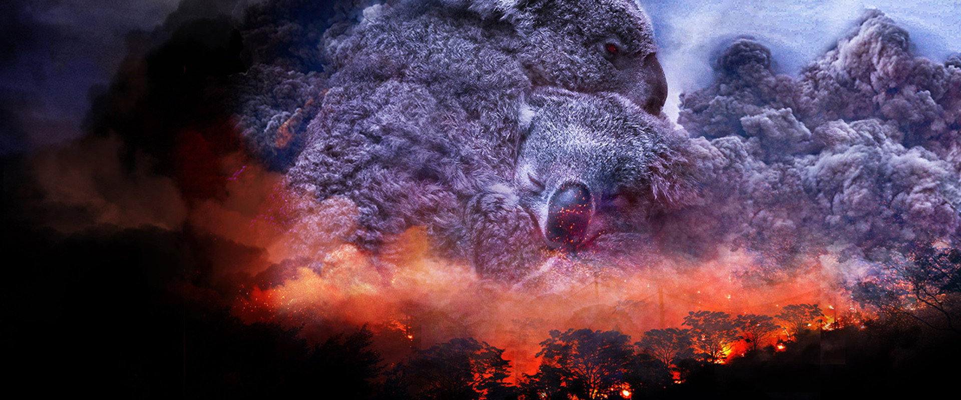 Wild Australia: After the Fires