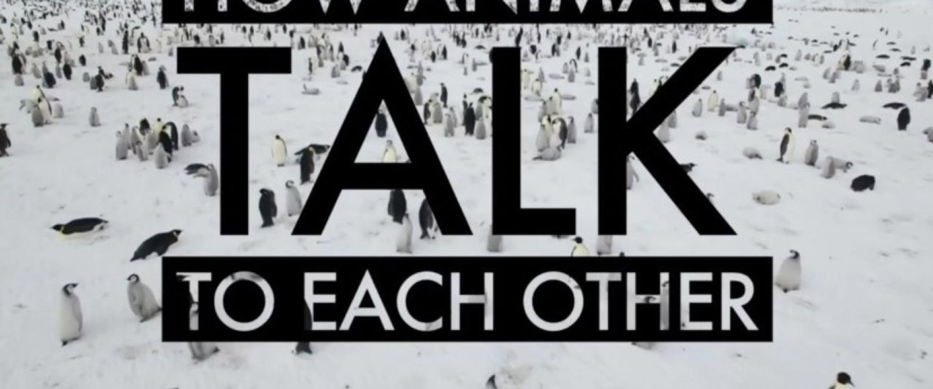 How Animals Talk To Each Other's banner image