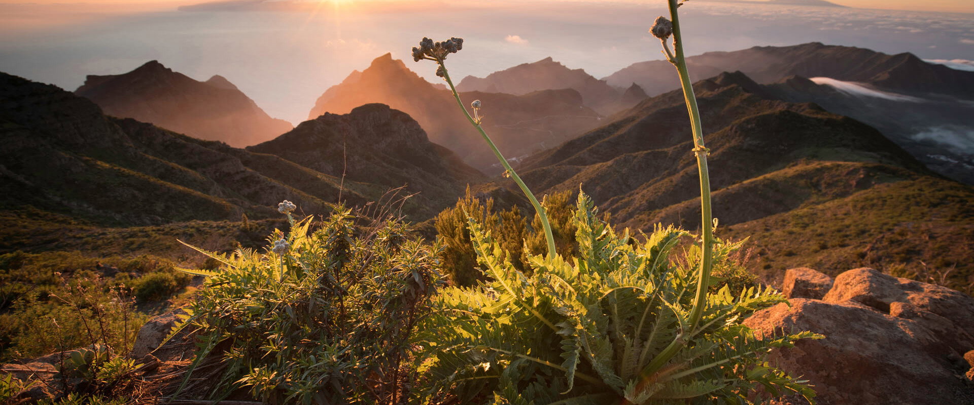 The Canary Islands
