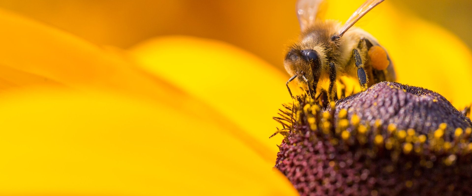 Diary of a Bee