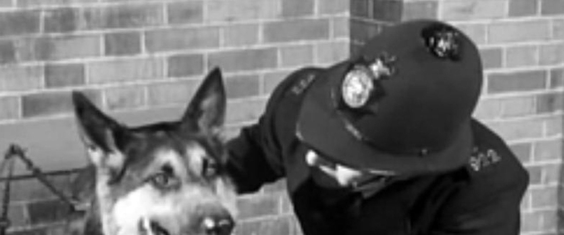 Police Dog