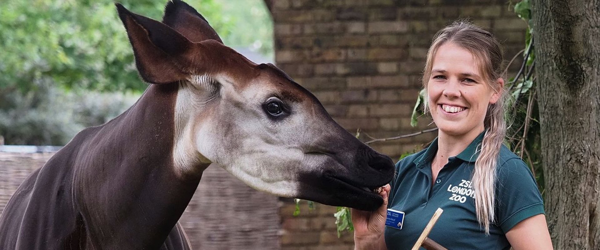 London Zoo: An Extraordinary Year