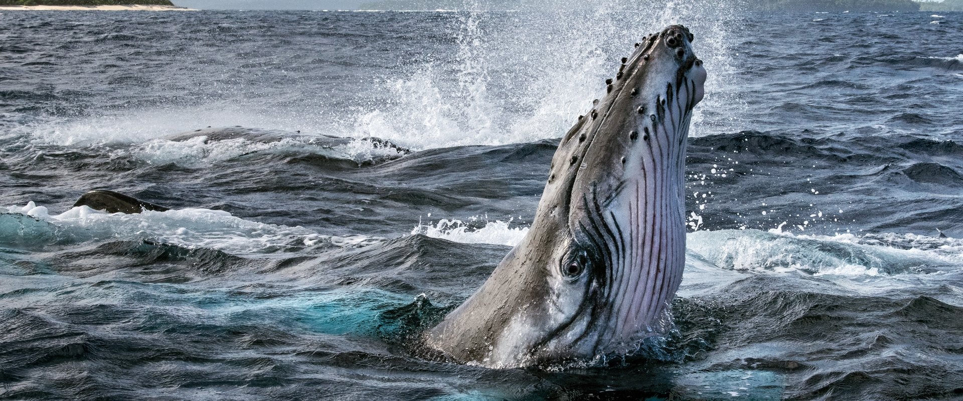 Les Secrets des Baleines