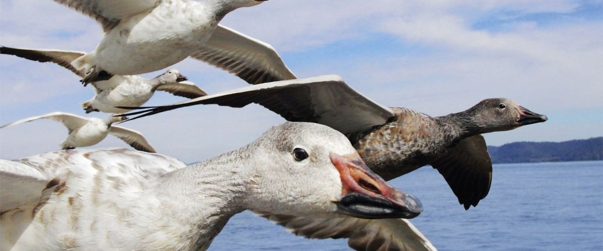 Earthflight