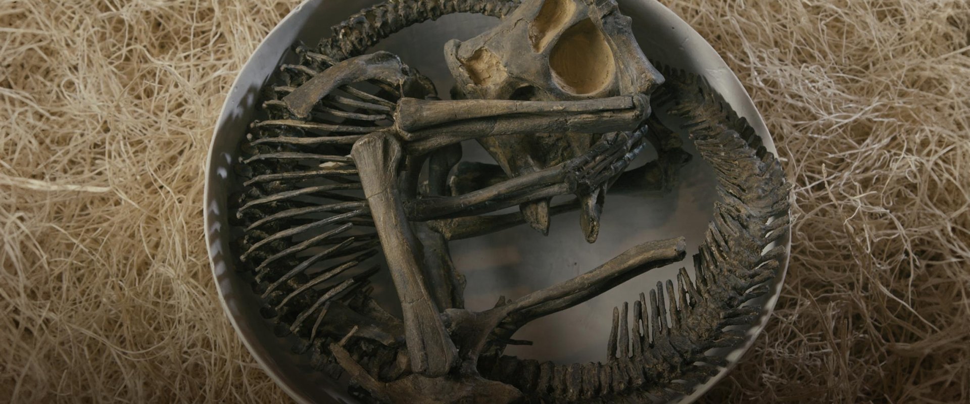 The Dinosaur Echo