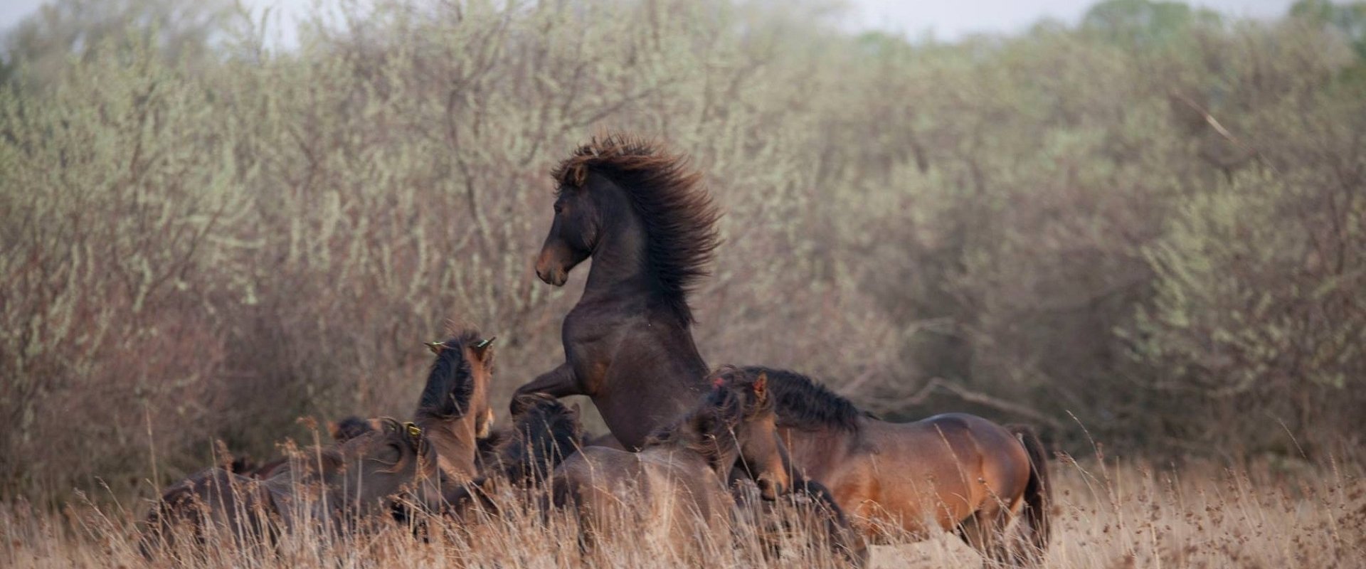 Untamed Romania