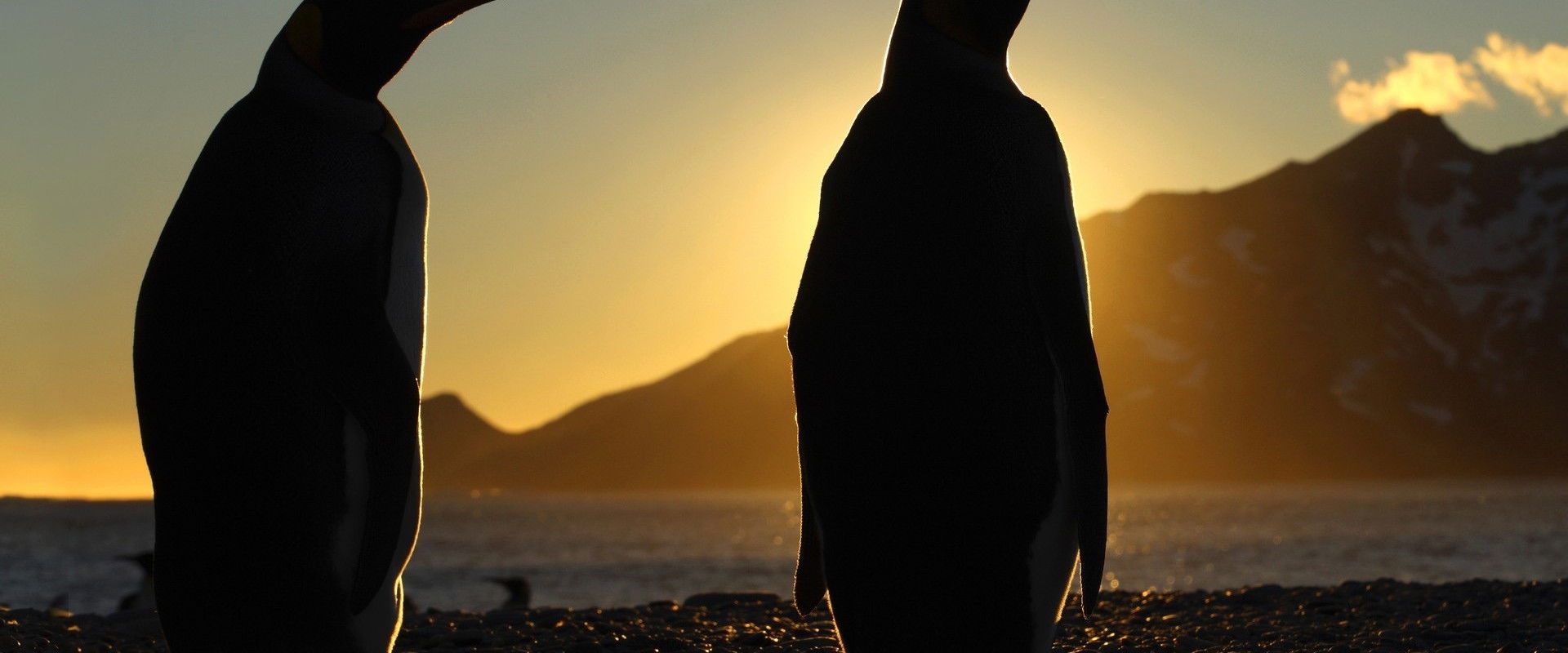 Frozen Planet's banner image