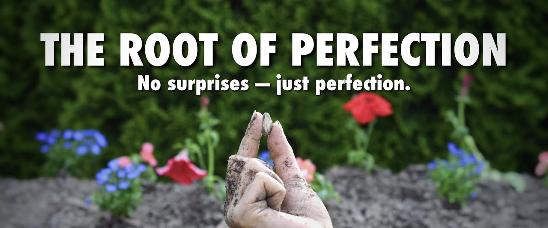 The Root of Perfection's banner image